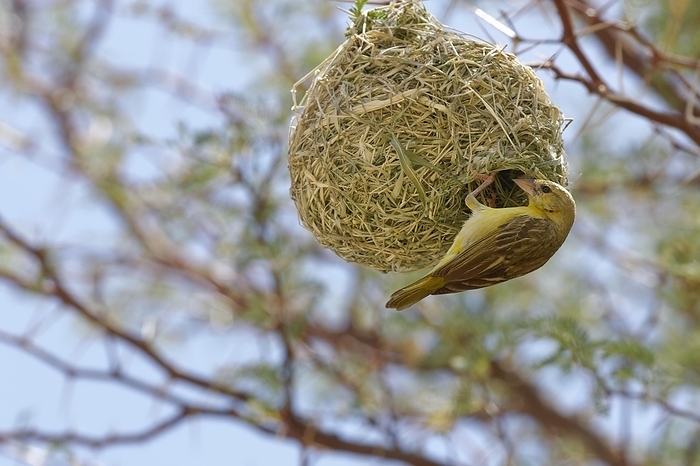 Southern masked weaver (Ploceus velatus), adult female hanging from its nest, Kgalagadi Transfrontier Park, Northern Cape, South Africa, Africa, by Jean-François Ducasse
