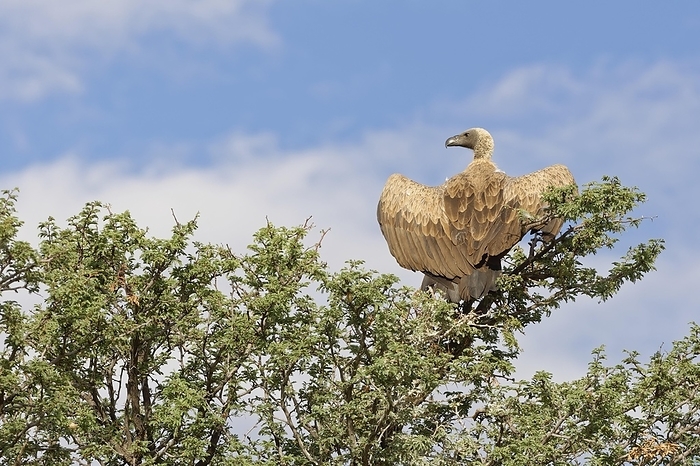 white backed vulture White backed vulture  Gyps africanus , adult, perched on a tree top, outspread wings, Kgalagadi Transfrontier Park, Northern Cape, South Africa, Africa, by Jean Fran ois Ducasse