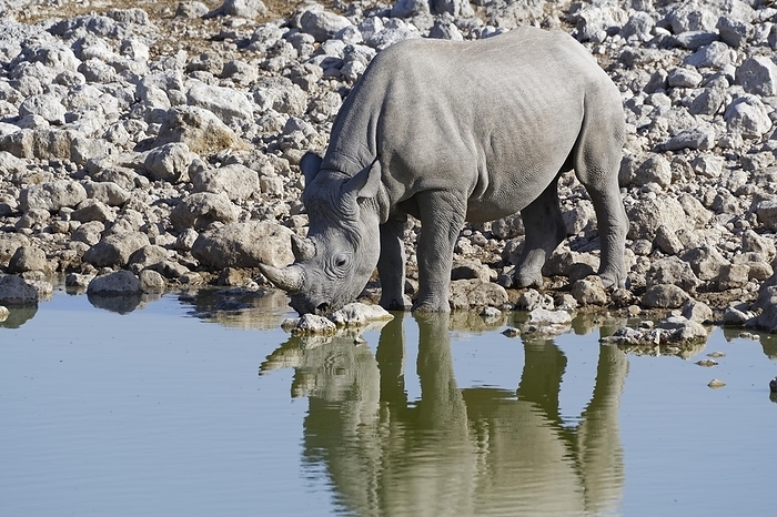 black rhinoceros  Diceros bicornis  Black rhinoceros  Diceros bicornis  standing in water, drinking, Okaukuejo waterhole, Etosha National Park, Namibia, Africa, by Jean Fran ois Ducasse