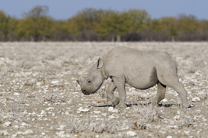 black rhinoceros  Diceros bicornis  Black rhinoceros  Diceros bicornis , young, walking in dry grassland, Etosha National Park, Namibia, Africa, by Jean Fran ois Ducasse