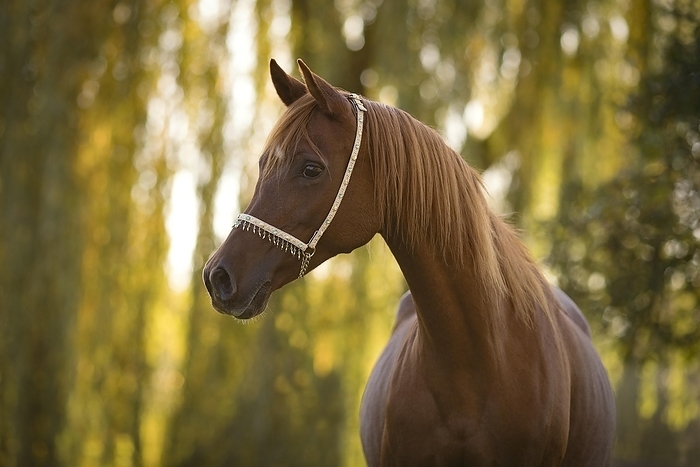 Thoroughbred Arabian chestnut mare, animal portrait, in front of autumn forest, flooded with light, Germany, Europe, by Julia Moll