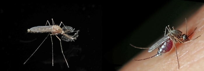 Northern house mosquito (Culex pipiens), male (left) and female (right) of the human-preferring London Underground mosquito (Culex pipiens molestus), Baden-Württemberg, by Heinz Krimmer