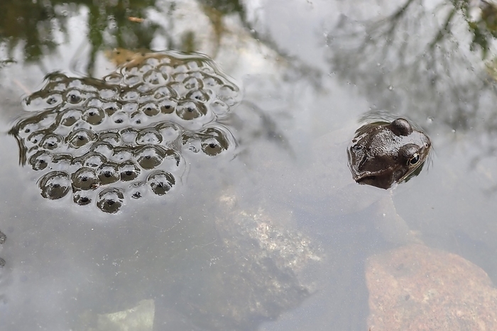 common brown frog  Rana rugosa  Common frog  Rana temporaria , frog spawn, spawning season, spring, Berlin, Germany, Europe, by Heinz Krimmer