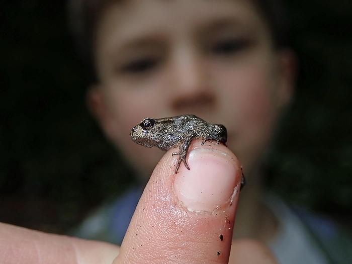 common brown frog  Rana rugosa  Small Common frog  Rana temporaria , after completed metamorphosis, on the finger of a boy, spring, Berlin, Germany, Europe, by Heinz Krimmer