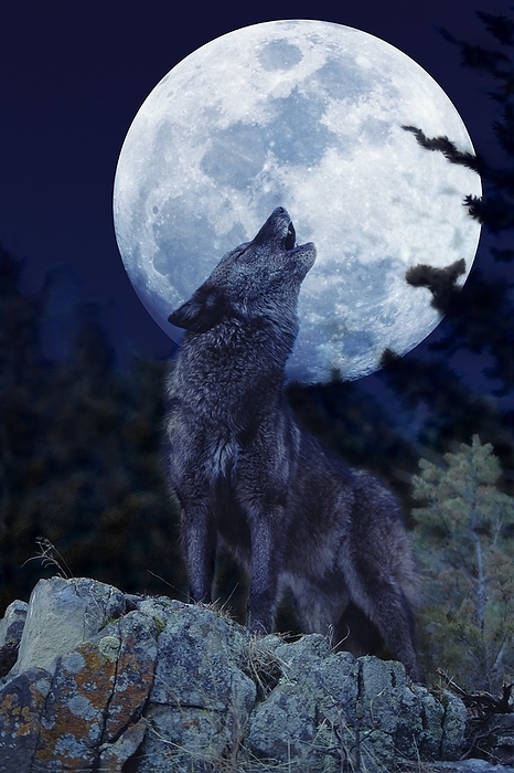 European Wolf (canis lupus), Adult Baying at the Moon, by G. Lacz