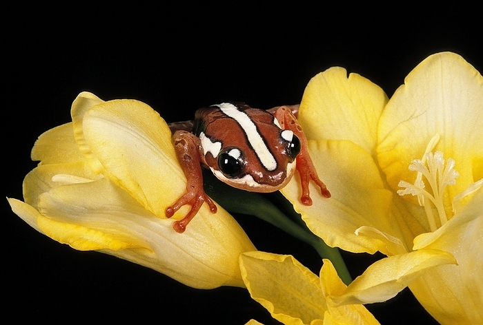 Frog, afrixalus sp. standing in Flower, by G. Lacz