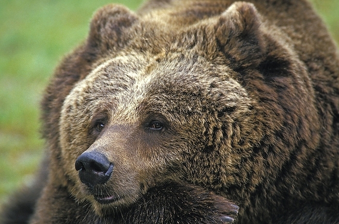 brown bear  Ursus arctos  Brown Bear  ursus arctos , Portrait of Adult, Funny Face, by G. Lacz