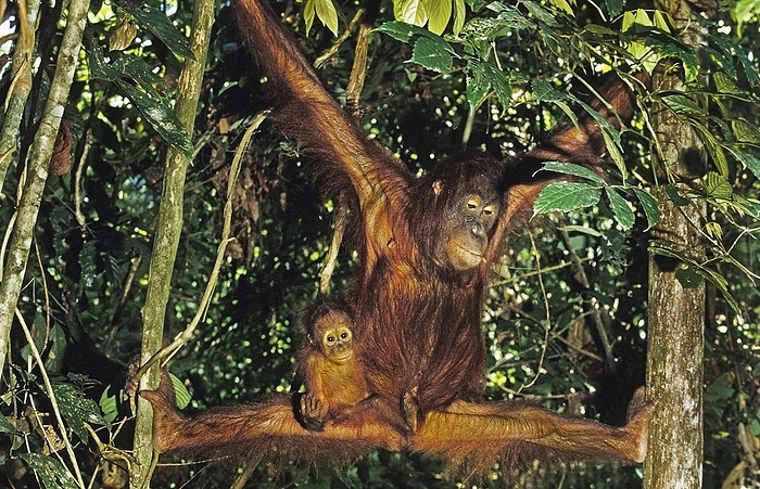 Bornean orangutan  Bornean orangutan  Orang Utan, Mother and Young hanging from Branch, Borneo  pongo pygmaeus , by G. Lacz