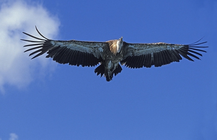 Ruppell's Vulture, gyps rueppelli, Adult in Flight, Masai Mara Park, Kenya, Africa, by G. Lacz