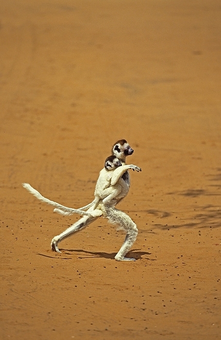 Beloushifaka Verreaux s Sifaka  propithecus verreauxi , Mother carrying Yound on its back, Hopping across open Ground, Berent Reserve in Madagascar, by G. Lacz
