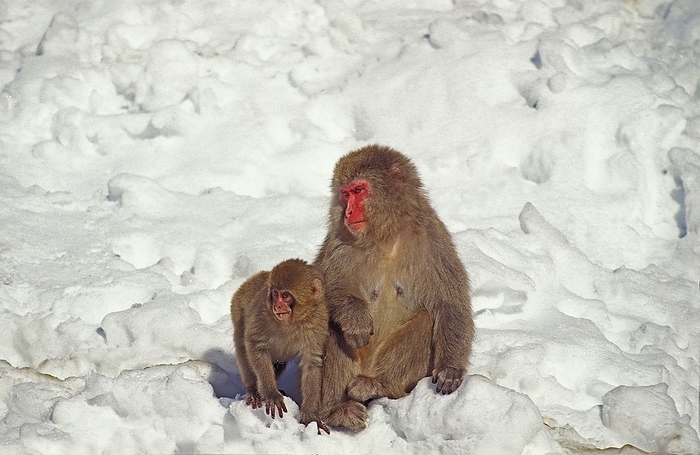 Japanese macaque  Macaca fuscata  Japanese Macaque  macaca fuscata , Mother and Young, Hokkaido Island in Japan, by G. Lacz