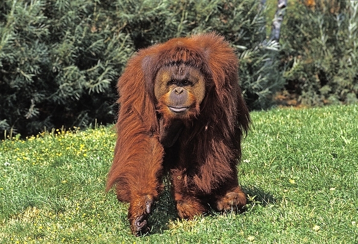 Bornean orangutan  Bornean orangutan  Orang Utan  pongo pygmaeus , Male, by G. Lacz