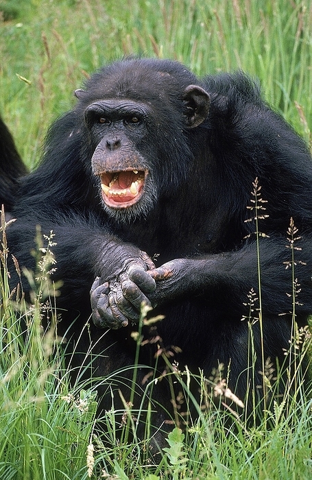chimpanzee Chimpanzee  pan troglodytes , Adult with Open Mouth, by G. Lacz