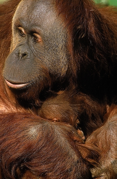 Bornean orangutan  Bornean orangutan  Orang Utan, Mother and Young, Borneo  pongo pygmaeus , by G. Lacz