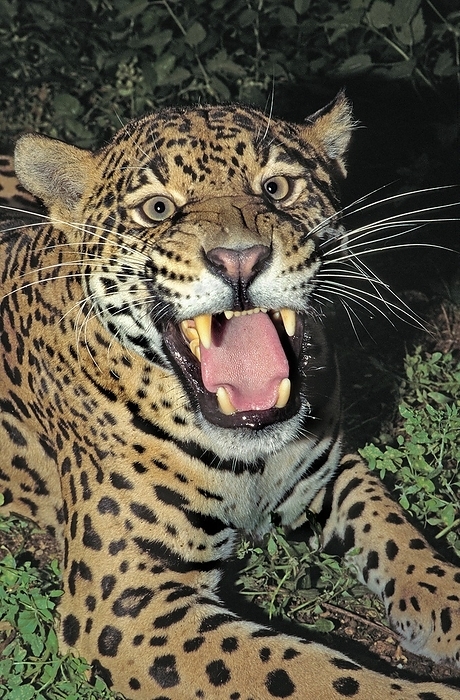 jaguar  Panthera onca  Jaguar  panthera onca , Female in Defensive Posture, by G. Lacz