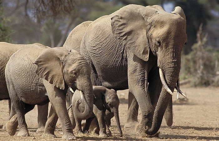 African bush elephant African Elephant  loxodonta africana , Herd in Masai Mara Park, Kenya, Africa, by G. Lacz