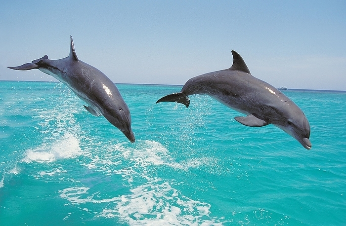 bottlenosed dolphin  Tursiops truncatus  Bottlenose Dolphin  tursiops truncatus , Pair Leaping, Honduras, Central America, by G. Lacz