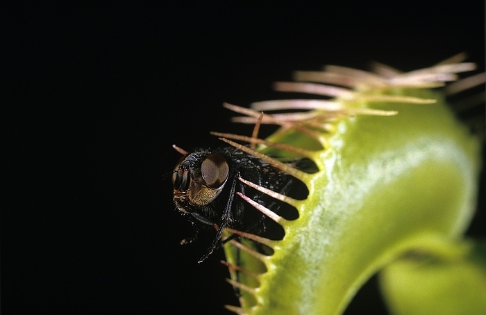 Carnivorous Plant Venus Flytrap, dionaea sp. Catching a Fly, by G. Lacz