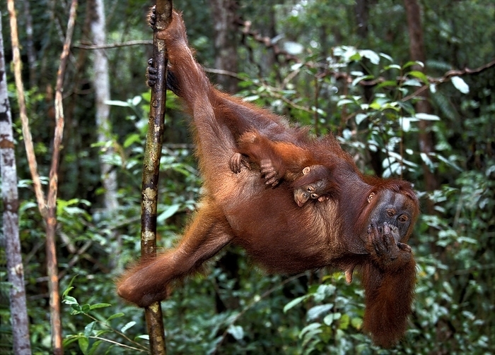 Bornean orangutan  Bornean orangutan  Orang Utan  pongo pygmaeus , Mother with Young hanging from Branch, Borneo, by G. Lacz