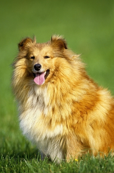 Shetland Sheepdog, Dog sitting on Grass with Tongue out, by G. Lacz