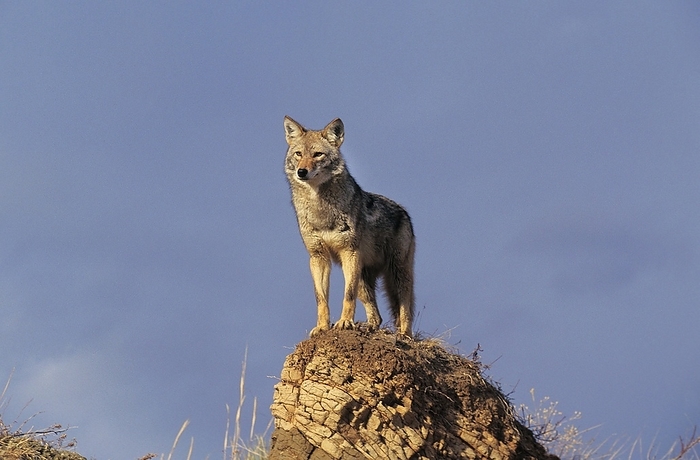 coyote  carnivore, Canis latrans  Coyote  canis latrans , Adult standing on rock, Montana, by G. Lacz