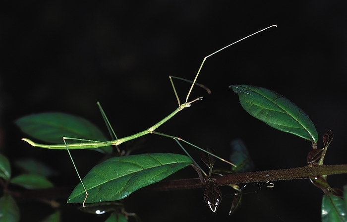 Stick Insect standing on Branch, Kenya, Africa, by G. Lacz