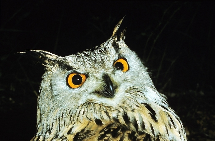 great horned owl  Bubo virginianus  Spotted Eagle Owl  bubo africanus , Portrait of Adult against Black Background, by G. Lacz
