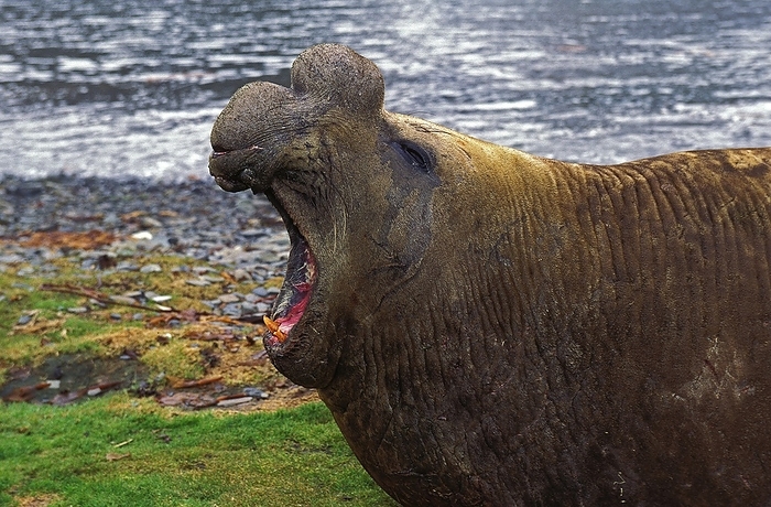southern elephant seal  Mirounga leonina  Southern Elephant Seal  mirounga leonina , Male laying on Beach in Defensive Posture, Antarctica, by G. Lacz