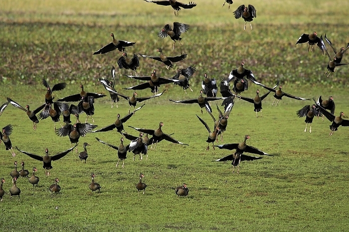 Red-Billed Whistling Duck, dendrocygna automnalis, Group in Flight, Los Lianos in Venezuela, by G. Lacz