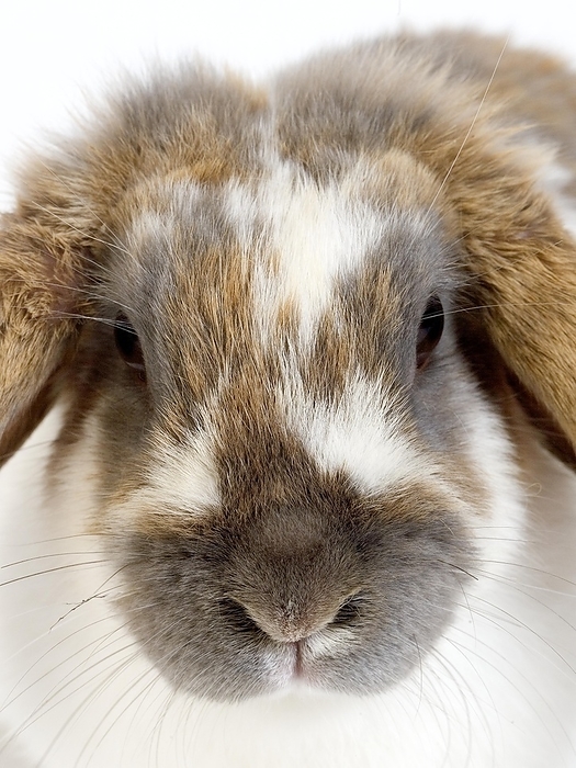 Lop-Eared Domestic Rabbit against White Background, by G. Lacz