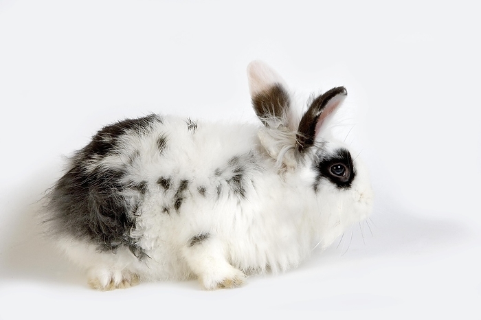Black and White Dwarf Domestic Rabbit against White Background, by G. Lacz