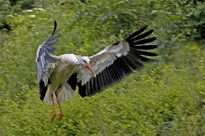 white stork  Ciconia ciconia  White Stork  ciconia ciconia , Adult in flight, by G. Lacz