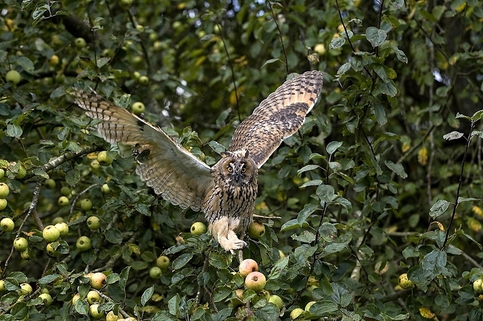 long eared owl  Asio otus  Long Eared Owl  asio otus , Adult in flight, Taking off from Apple Tree, Normandy, by G. Lacz