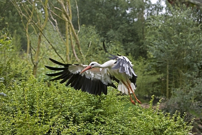white stork  Ciconia ciconia  White Stork  ciconia ciconia , Adult in Flight, by G. Lacz