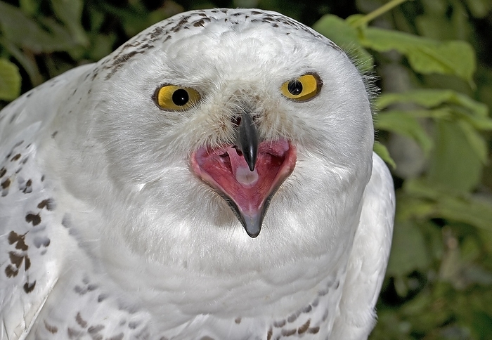 snowy owl  Bubo scandiacus  Snowy Owl  nyctea scandiaca , Portrait of Adult with Open Beak, Calling, by G. Lacz