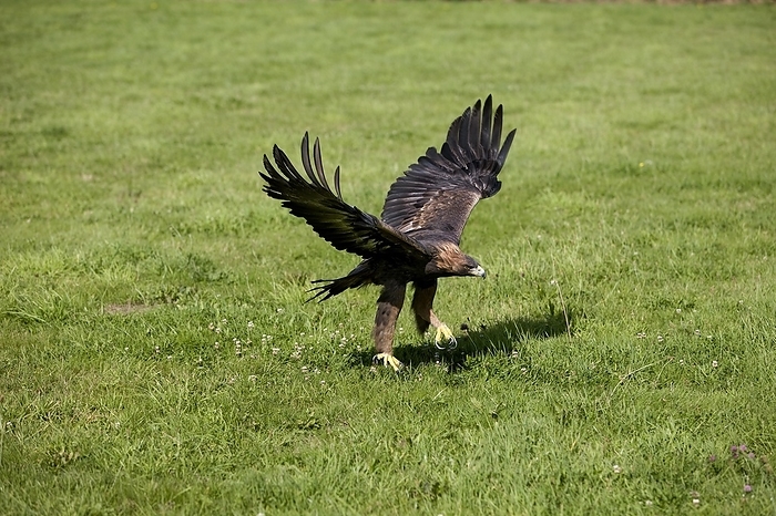 golden eagle  Aquila chrysaetos  Golden Eagle  aquila chrysaetos , Adult in Flight, Taking off from ground, by G. Lacz