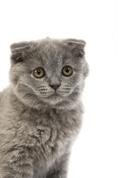 Blue Scottish Fold Domestic Cat, 2 Months Old Kitten against White Background, by G. Lacz