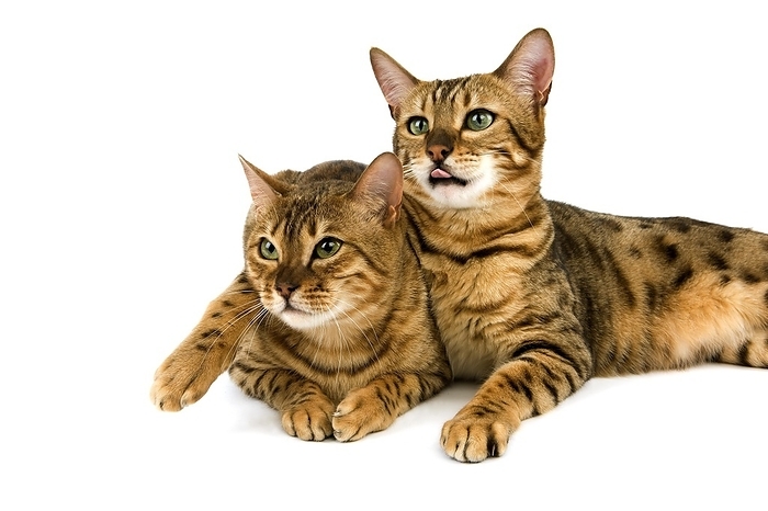 Brown Spotted Tabby Bengal Domestic Cat, Adults with Funny Posture against White Background, by G. Lacz