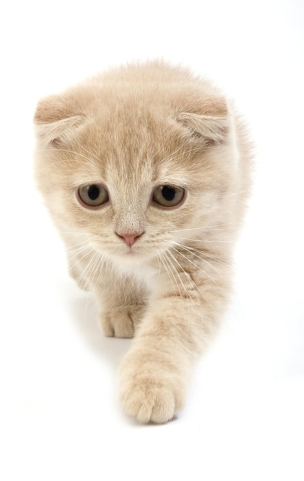 Cream Scottish Fold Domestic Cat, 2 Months Old Kitten against White Background, by G. Lacz