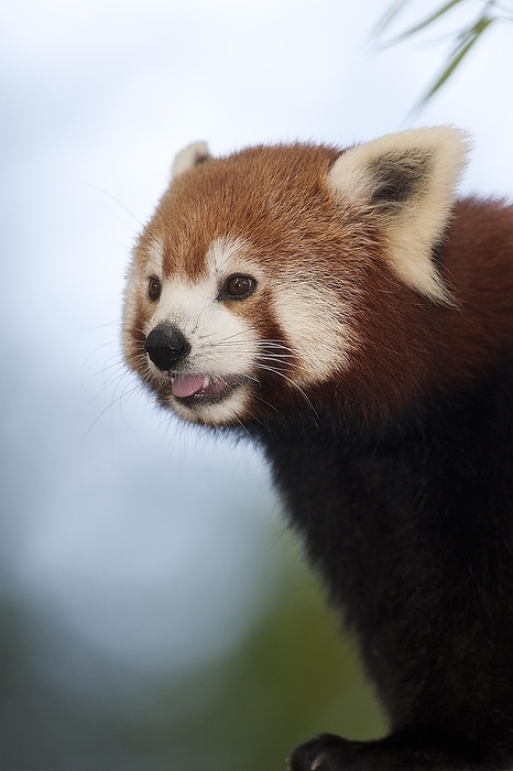 red panda  Ailurus fulgens  Red Panda  ailurus fulgens , Portrait of Adult, by G. Lacz