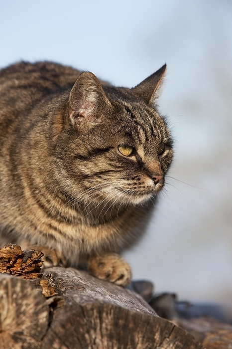 Brown Tabby Domestic Cat, Female standing on Stack of Wood, Normandy, by G. Lacz