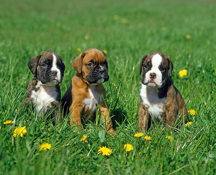 Boxer Dog, Pup standing in Dandelions, by G. Lacz