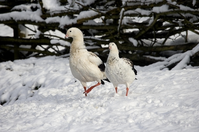 Andean Goose (chloephaga melanoptera), Pair standing on Snow, by G. Lacz