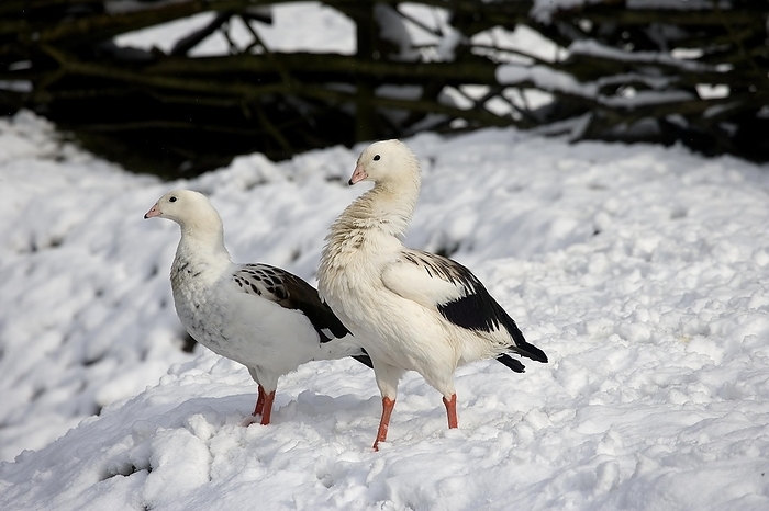 Andean Goose (chloephaga melanoptera), Pair standing on Snow, by G. Lacz