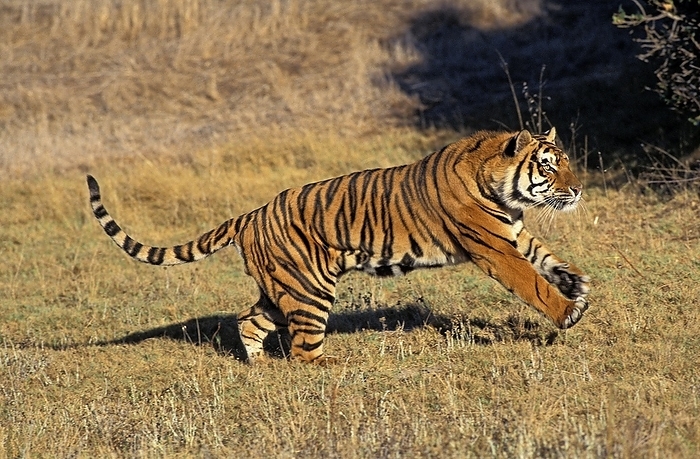 tiger  Panthera tigris  Bengal Tiger  panthera tigris tigris , Adult running, by G. Lacz