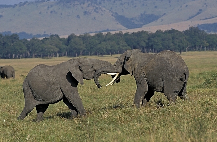 African bush elephant African Elephant  loxodonta africana , Masai Mara Park in Kenya, by G. Lacz