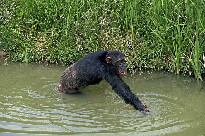 chimpanzee Chimpanzee  pan troglodytes , Adult entering Water, by G. Lacz