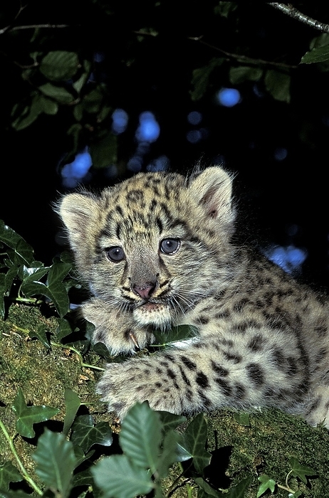 Snow Leopard or Ounce, uncia uncia, Cub laying, by G. Lacz