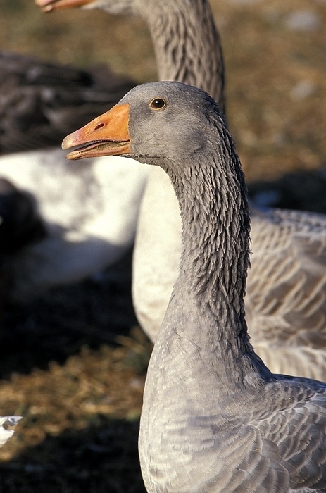 Toulouse Goose, Breed producing Pate de Foie Gras in the South of France, by G. Lacz