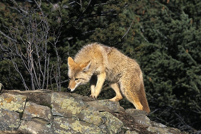 coyote  carnivore, Canis latrans  Coyote  canis latrans , Adult standing on Rocks, Montana, by G. Lacz